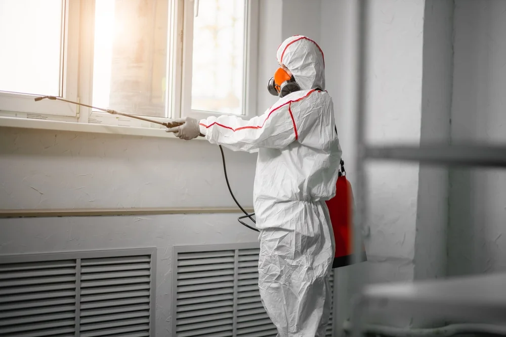 Professional mold remediation services in Rehoboth, MA